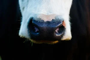 Image of a cow nose for the RPS Case Study for Dairy Industry